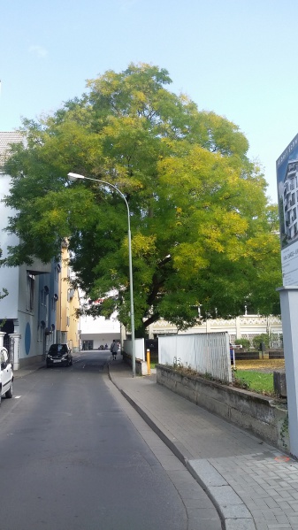 Datei:JapanischerSchnurbaumAlbertSchweitzerStraße.jpg